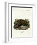 Brown Bear-null-Framed Giclee Print