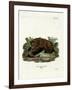 Brown Bear-null-Framed Giclee Print