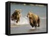 Brown Bears Chasing Each Other Beside Water, Kronotsky Nature Reserve, Kamchatka, Far East Russia-Igor Shpilenok-Framed Stretched Canvas