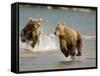Brown Bears Chasing Each Other Beside Water, Kronotsky Nature Reserve, Kamchatka, Far East Russia-Igor Shpilenok-Framed Stretched Canvas