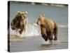Brown Bears Chasing Each Other Beside Water, Kronotsky Nature Reserve, Kamchatka, Far East Russia-Igor Shpilenok-Stretched Canvas