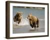 Brown Bears Chasing Each Other Beside Water, Kronotsky Nature Reserve, Kamchatka, Far East Russia-Igor Shpilenok-Framed Photographic Print