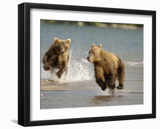 Brown Bears Chasing Each Other Beside Water, Kronotsky Nature Reserve, Kamchatka, Far East Russia-Igor Shpilenok-Framed Photographic Print
