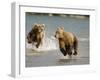 Brown Bears Chasing Each Other Beside Water, Kronotsky Nature Reserve, Kamchatka, Far East Russia-Igor Shpilenok-Framed Photographic Print