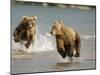 Brown Bears Chasing Each Other Beside Water, Kronotsky Nature Reserve, Kamchatka, Far East Russia-Igor Shpilenok-Mounted Photographic Print