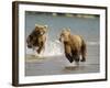 Brown Bears Chasing Each Other Beside Water, Kronotsky Nature Reserve, Kamchatka, Far East Russia-Igor Shpilenok-Framed Photographic Print