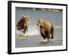 Brown Bears Chasing Each Other Beside Water, Kronotsky Nature Reserve, Kamchatka, Far East Russia-Igor Shpilenok-Framed Photographic Print