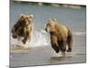 Brown Bears Chasing Each Other Beside Water, Kronotsky Nature Reserve, Kamchatka, Far East Russia-Igor Shpilenok-Mounted Photographic Print