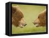 Brown Bears Facing Off at Hallo Bay-Paul Souders-Framed Stretched Canvas