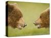 Brown Bears Facing Off at Hallo Bay-Paul Souders-Stretched Canvas