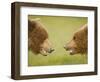 Brown Bears Facing Off at Hallo Bay-Paul Souders-Framed Photographic Print