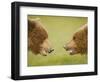 Brown Bears Facing Off at Hallo Bay-Paul Souders-Framed Photographic Print