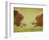 Brown Bears Facing Off at Hallo Bay-Paul Souders-Framed Photographic Print