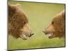 Brown Bears Facing Off at Hallo Bay-Paul Souders-Mounted Photographic Print