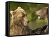 Brown Bears Fighting, Kronotsky Nature Reserve, Kamchatka, Far East Russia-Igor Shpilenok-Framed Stretched Canvas