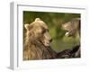 Brown Bears Fighting, Kronotsky Nature Reserve, Kamchatka, Far East Russia-Igor Shpilenok-Framed Photographic Print