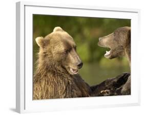 Brown Bears Fighting, Kronotsky Nature Reserve, Kamchatka, Far East Russia-Igor Shpilenok-Framed Photographic Print