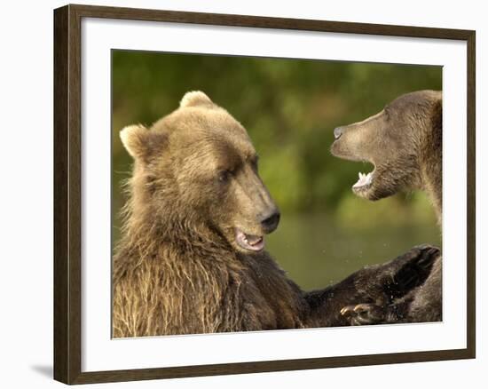 Brown Bears Fighting, Kronotsky Nature Reserve, Kamchatka, Far East Russia-Igor Shpilenok-Framed Photographic Print