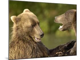 Brown Bears Fighting, Kronotsky Nature Reserve, Kamchatka, Far East Russia-Igor Shpilenok-Mounted Photographic Print