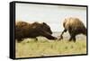 Brown Bears Fighting over Fish-MaryAnn McDonald-Framed Stretched Canvas