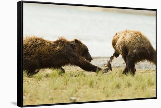 Brown Bears Fighting over Fish-MaryAnn McDonald-Framed Stretched Canvas