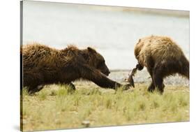 Brown Bears Fighting over Fish-MaryAnn McDonald-Stretched Canvas