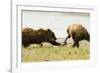 Brown Bears Fighting over Fish-MaryAnn McDonald-Framed Photographic Print