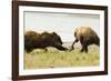 Brown Bears Fighting over Fish-MaryAnn McDonald-Framed Photographic Print