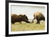 Brown Bears Fighting over Fish-MaryAnn McDonald-Framed Photographic Print