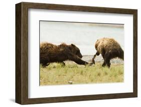 Brown Bears Fighting over Fish-MaryAnn McDonald-Framed Photographic Print