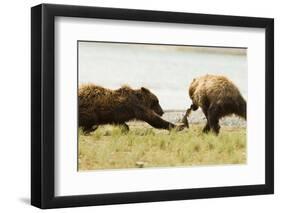 Brown Bears Fighting over Fish-MaryAnn McDonald-Framed Photographic Print