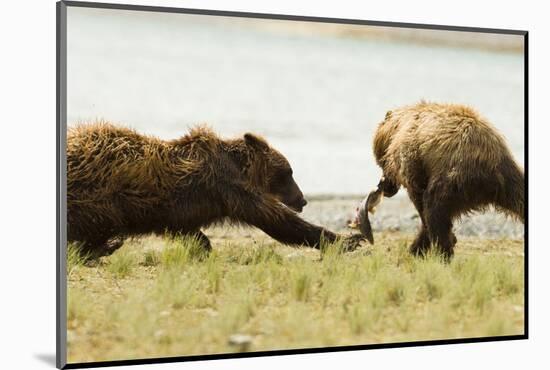 Brown Bears Fighting over Fish-MaryAnn McDonald-Mounted Photographic Print