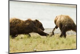 Brown Bears Fighting over Fish-MaryAnn McDonald-Mounted Photographic Print