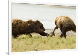 Brown Bears Fighting over Fish-MaryAnn McDonald-Framed Photographic Print