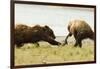 Brown Bears Fighting over Fish-MaryAnn McDonald-Framed Photographic Print