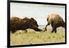 Brown Bears Fighting over Fish-MaryAnn McDonald-Framed Photographic Print