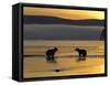 Brown Bears in Water at Sunrise, Kronotsky Nature Reserve, Kamchatka, Far East Russia-Igor Shpilenok-Framed Stretched Canvas