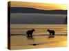 Brown Bears in Water at Sunrise, Kronotsky Nature Reserve, Kamchatka, Far East Russia-Igor Shpilenok-Stretched Canvas