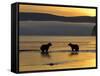 Brown Bears in Water at Sunrise, Kronotsky Nature Reserve, Kamchatka, Far East Russia-Igor Shpilenok-Framed Stretched Canvas