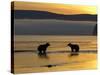 Brown Bears in Water at Sunrise, Kronotsky Nature Reserve, Kamchatka, Far East Russia-Igor Shpilenok-Stretched Canvas