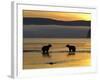 Brown Bears in Water at Sunrise, Kronotsky Nature Reserve, Kamchatka, Far East Russia-Igor Shpilenok-Framed Photographic Print