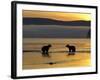 Brown Bears in Water at Sunrise, Kronotsky Nature Reserve, Kamchatka, Far East Russia-Igor Shpilenok-Framed Photographic Print