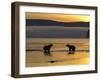 Brown Bears in Water at Sunrise, Kronotsky Nature Reserve, Kamchatka, Far East Russia-Igor Shpilenok-Framed Photographic Print