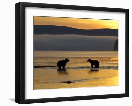 Brown Bears in Water at Sunrise, Kronotsky Nature Reserve, Kamchatka, Far East Russia-Igor Shpilenok-Framed Photographic Print