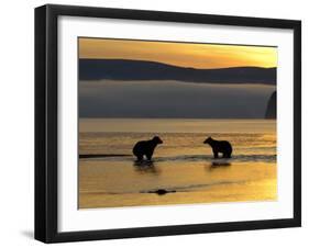 Brown Bears in Water at Sunrise, Kronotsky Nature Reserve, Kamchatka, Far East Russia-Igor Shpilenok-Framed Photographic Print