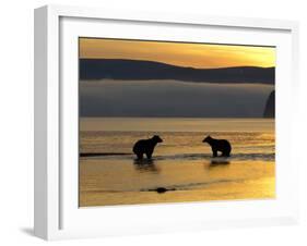 Brown Bears in Water at Sunrise, Kronotsky Nature Reserve, Kamchatka, Far East Russia-Igor Shpilenok-Framed Photographic Print
