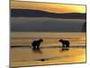 Brown Bears in Water at Sunrise, Kronotsky Nature Reserve, Kamchatka, Far East Russia-Igor Shpilenok-Mounted Photographic Print