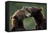 Brown Bears Sparring at Kukak Bay in Katmai National Park-Paul Souders-Framed Stretched Canvas