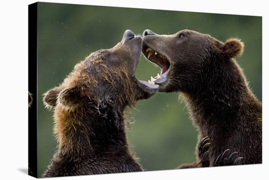 Brown Bears Sparring at Kukak Bay in Katmai National Park-Paul Souders-Stretched Canvas