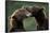 Brown Bears Sparring at Kukak Bay in Katmai National Park-Paul Souders-Framed Photographic Print